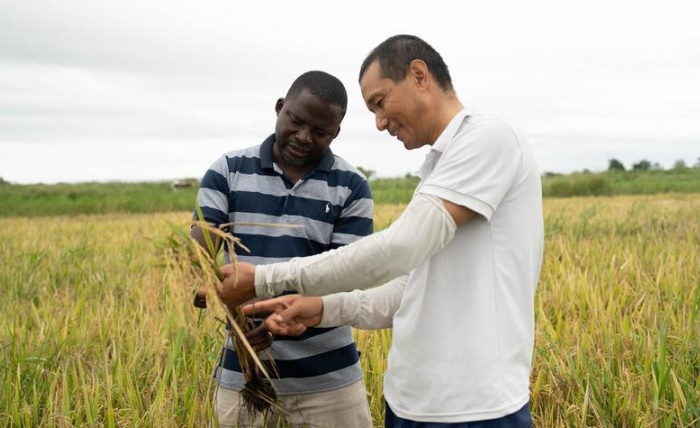 Especialistas agrícolas chineses ajudam a melhorar produtividade agrícola em Moçambique