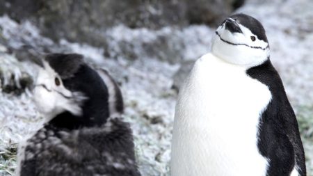 Paralelo 60: série de TV mostra a atuação da ciência brasileira na Antártica e no Ártico
