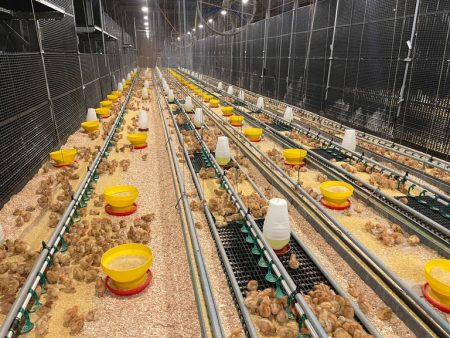 Galinhas soltas e felizes, ovos caipiras, orgânicos: Mapa acompanha diversificação do mercado