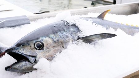 Auditoria da União Europeia reconhece avanços do Brasil e abre caminho para retomada das exportações de pescado